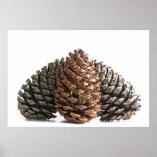 Three pinecones poster