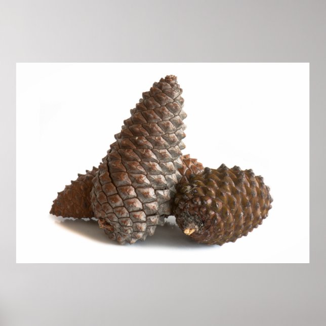 Three pinecones poster (Front)
