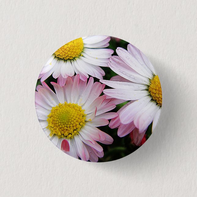 Three pink and white daisies button (Front)