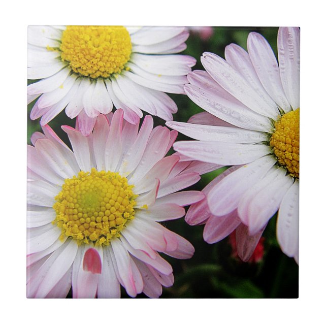 Three pink and white daisies ceramic tile (Front)