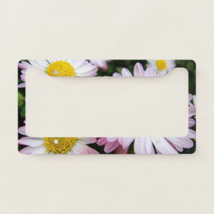 Three pink and white daisies license plate frame