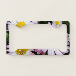 Three pink and white daisies license plate frame