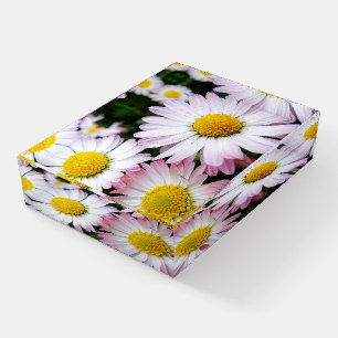 Three pink and white daisies paperweight