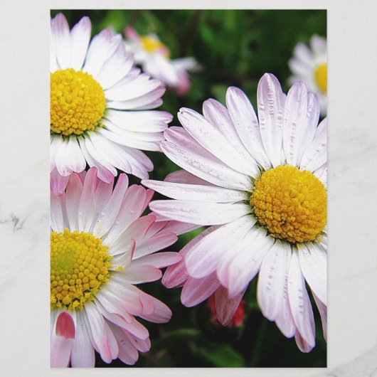 Three pink daisies (Front)