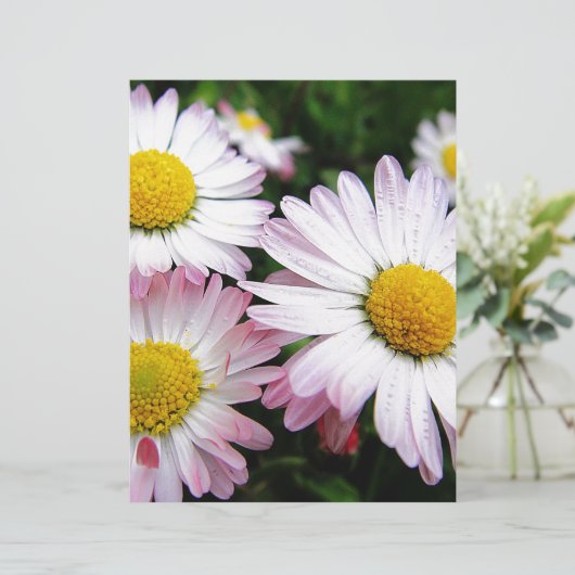 Three pink daisies (Standing Front)