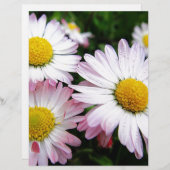 Three pink daisies (Front/Back)