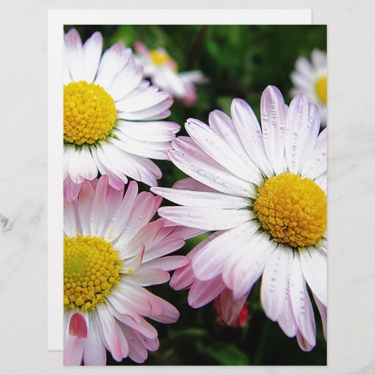 Three pink daisies (Front/Back)