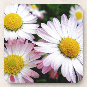 Three pink daisies drink coaster