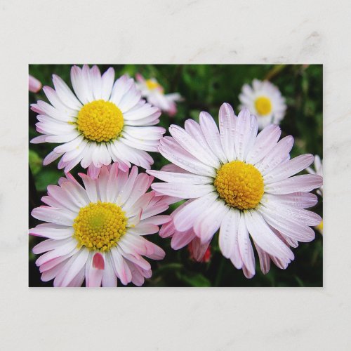 Three pink daisies postcard
