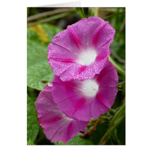 Three Pink Morning Glories Cards (Front)