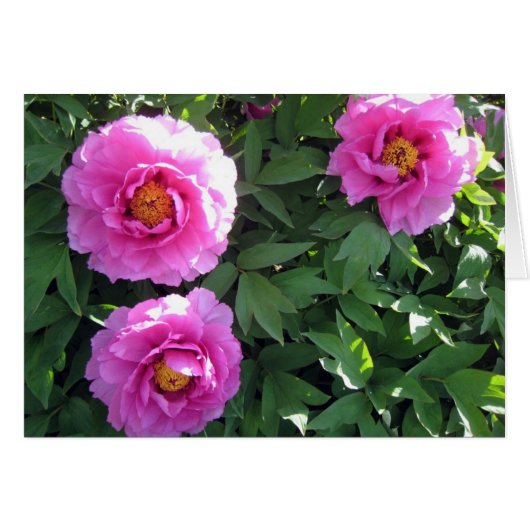 Three Pink Peonies Cards (Front Horizontal)