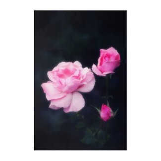Three Pink Roses on a dark background. Acrylic Print