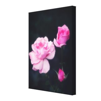 Three Pink Roses on a dark background. Canvas Print