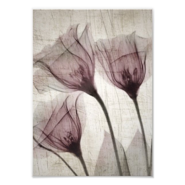 Three Pink Vintage X-Ray Flowers Photo Print (Front)