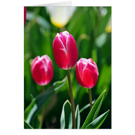 Three Pinks Cards (Front)