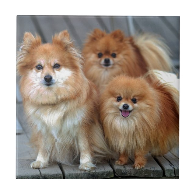 Three Pomeranians Ceramic Tile (Front)