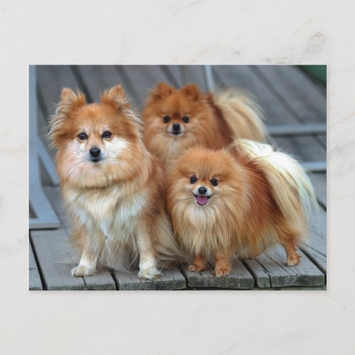 Three Pomeranians Postcard
