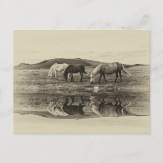 Three pony`s postcard