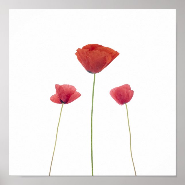 Three poppies poster (Front)