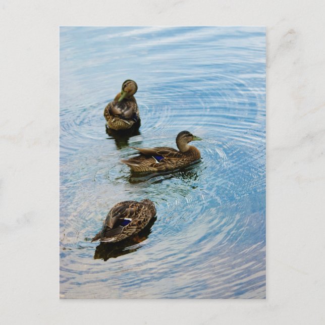 Three Postcard (Front)