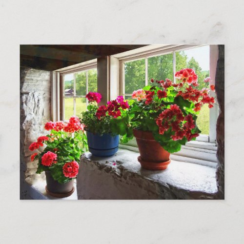 Three Pots of Geraniums on Windowsill Postcard