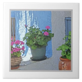 THREE POTTED PINK GERANIUMS/BLUE WALL