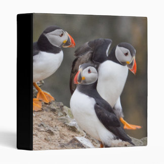 Three Puffins Binder