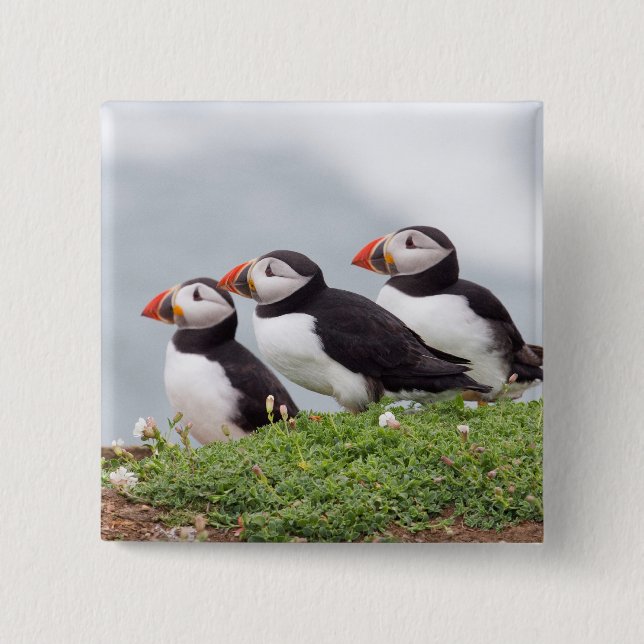 Three Puffins Button (Front)