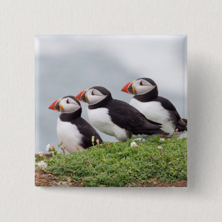 Three Puffins Button