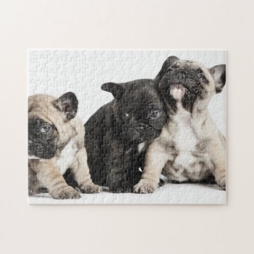 Three Pug Puppies Jigsaw Puzzle