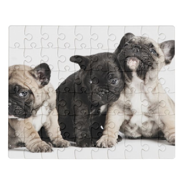 Three Pug Puppies Jigsaw Puzzle (Puzzle Horizontal)