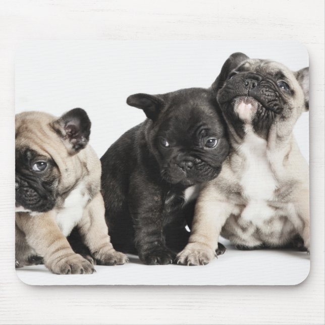 Three Pug Puppies Mouse Pad (Front)