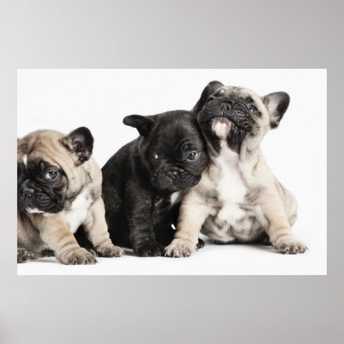 Three Pug Puppies Poster