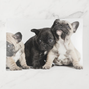 Three Pug Puppies Trinket Tray