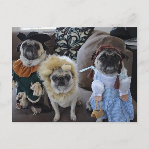 Three Pugs dressed for Halloween Postcard