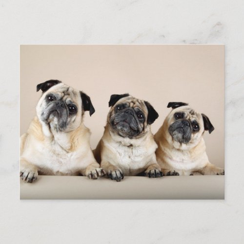 Three Pugs In A Row Postcard