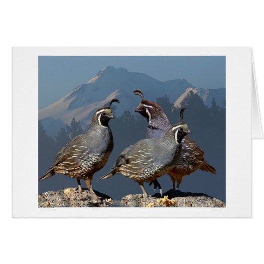 THREE QUAIL AND SHASTA CARDS (Front Horizontal)