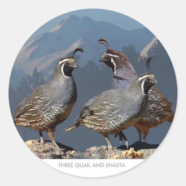 THREE QUAIL AND SHASTA CLASSIC ROUND STICKER (Front)