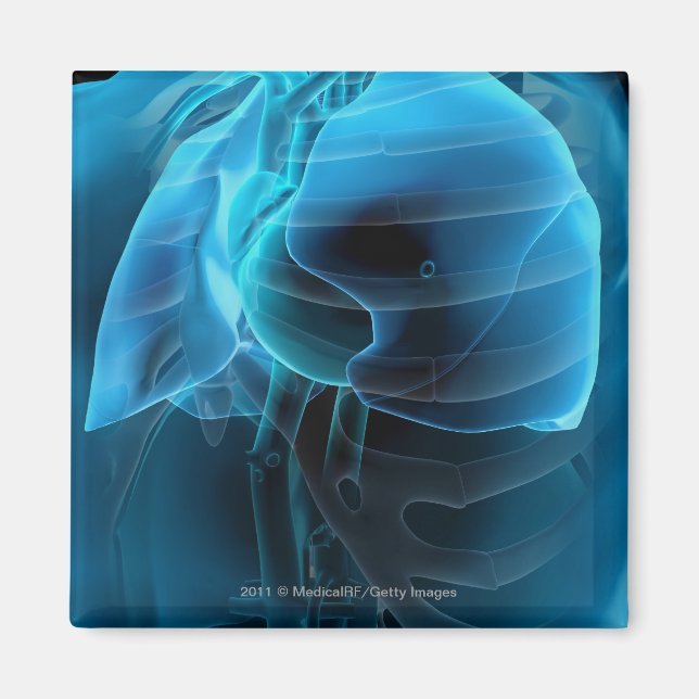 Three quarter view of the heart and lungs magnet (Front)