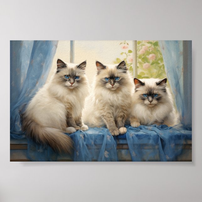 Three Ragdoll cats Poster (Front)