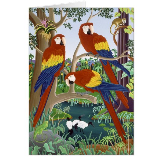 Three Red Macaws Cards (Front)