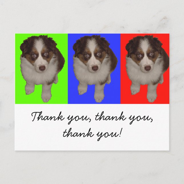 Three Red Tri Aussie Puppies Postcard (Front)