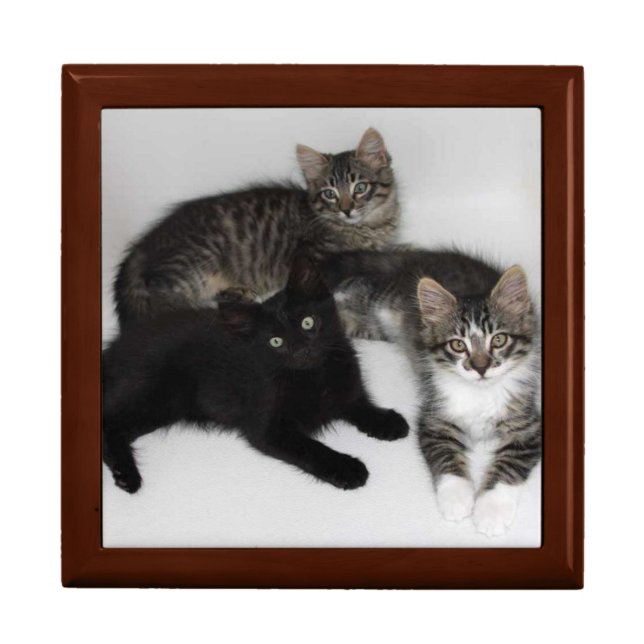 Three Rescued Kittens Jewelry Box (Front)