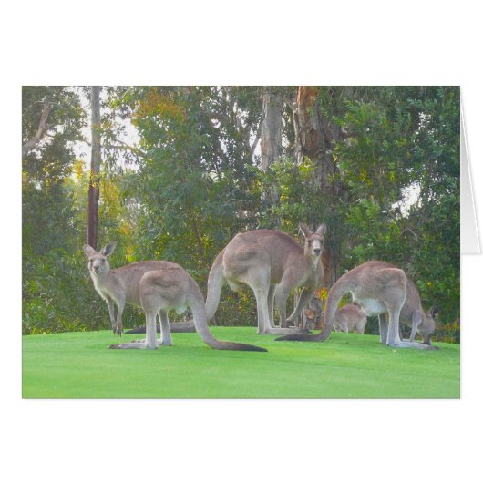 three roos cards (Front Horizontal)