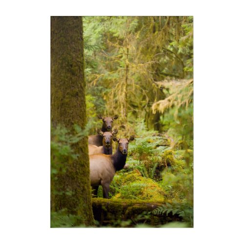 Three Roosevelt Elk Cows Looking At View Acrylic Print