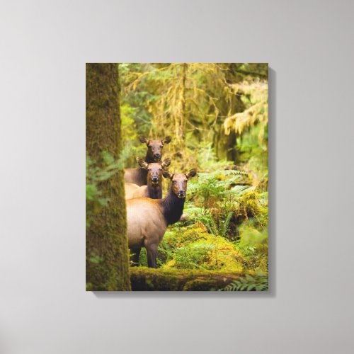 Three Roosevelt Elk Cows Looking At View Canvas Print