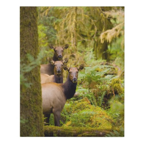 Three Roosevelt Elk Cows Looking At View Faux Canvas Print