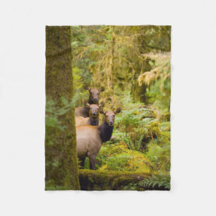 Three Roosevelt Elk Cows Looking At View Fleece Blanket