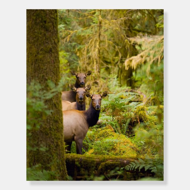 Three Roosevelt Elk Cows Looking At View Foam Board (Front)