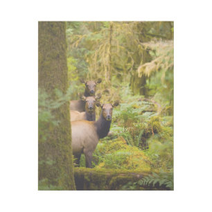 Three Roosevelt Elk Cows Looking At View Gallery Wrap
